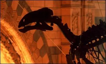 Where can you find Real Dinousaur Squeletons?