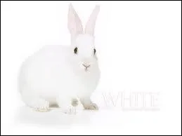 This rabbit is _____________