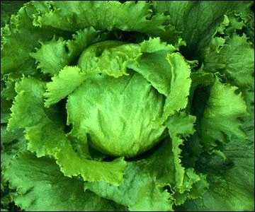 What kind of food is this?