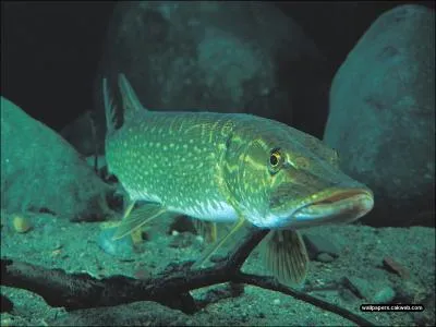 What kind of creature is this?