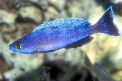 What kind of creature is this?