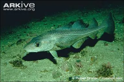 What kind of creature is this?