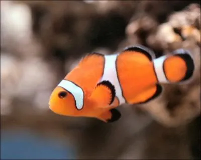 What kind of creature is this?