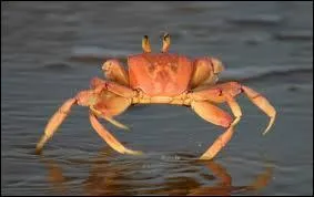 What kind of creature is this?