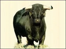 Apis was the bull god!