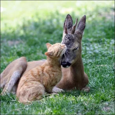 Anubis had a cat's head!