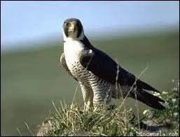 Horus had the head of a falcon!