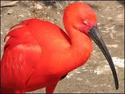 Apophis had the head of an ibis!