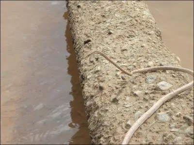 Thoth had a snake's head!