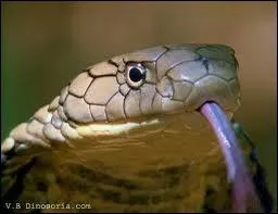 Ouadjet had the head of a particular snake, the cobra!