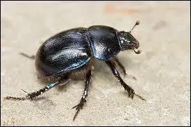 The scarabee represented Khepri!