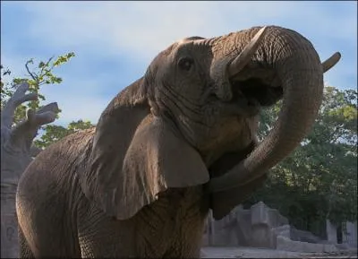 An elephant can... ... ... ... ... . .