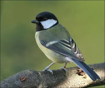 A bird can't ... ... ... ...