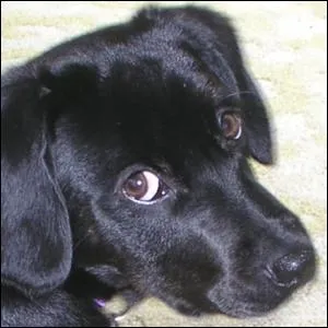 Is it a good idea to pet this dog?