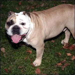 What about this dog? Should you pet him?