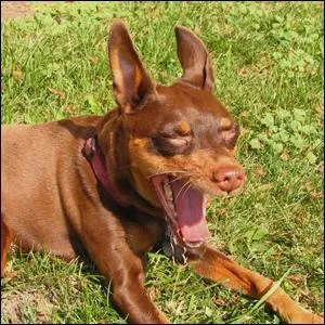 Would you tell your friend that this dog is safe to pet?