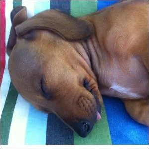 This dog is so cute! Is it okay to pet this dog?