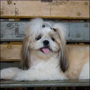 Is this dog in the mood to be petted?