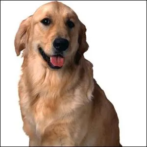 Should you pet this dog?