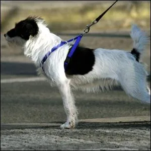 Is this a safe dog to pet?