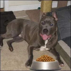 Do you think it is a good idea to pet this dog?