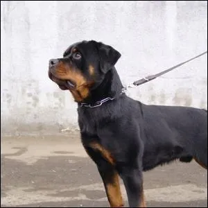 Does this dog want to be petted?