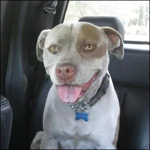 This dog looks friendly but there are no grownups around. Should you pet her?