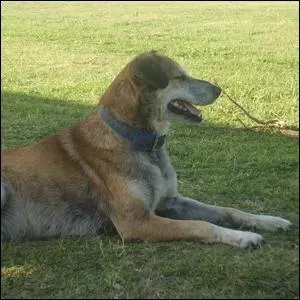 Is this an okay dog to pet?