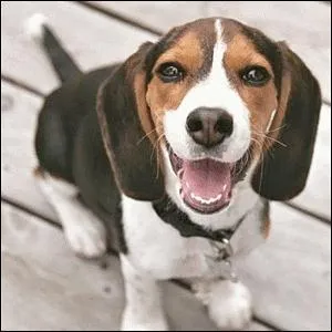 What about this dog? Should you pet her?