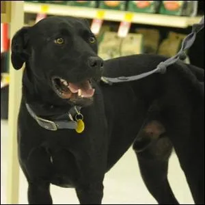 Is it safe to pet this dog?