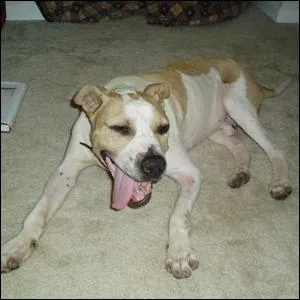 Does this look like a safe dog to pet?