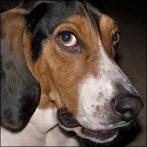 Do you think this dog is safe to pet?