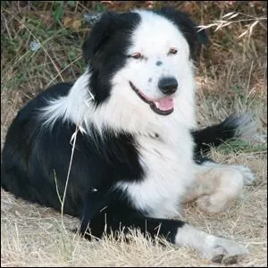 Does this dog want to be petted?