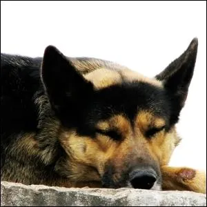 Is it safe to wake up this dog so you can pet her?