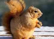 Quiz Drôles d'animaux 14