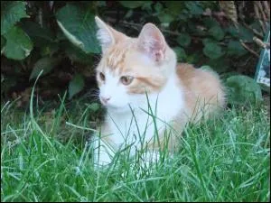 Who is the mentor of the dead Wind Clan apprentice killed by a traitor?