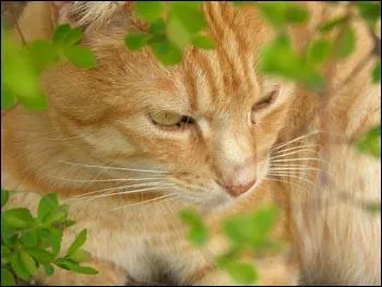 How many apprentices did Tempete de Sable have?