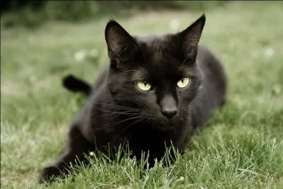 Who was Plume Noire's mentor?