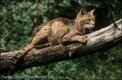 Who were Pelage de Poussiere's mentors?