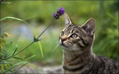 Petit Orage officially had 2 mentors, which ones?