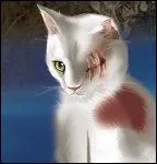 Who is Nuage Blanc's mentor?