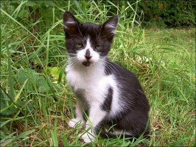 What is the mentor of the cat who was killed by a dog?