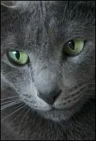 Why has Museau Cendre had several mentors?