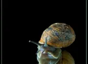 Quiz Drôles d'animaux 15