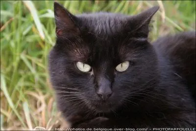 What is Black Star's warrior name?