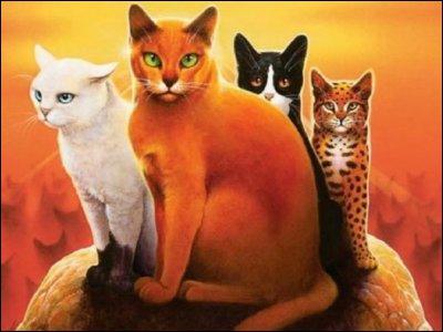 To begin with, who are the four cats in the picture?