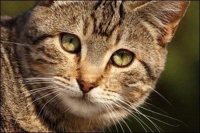 What is Lone Star's warrior name?