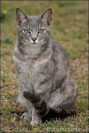 What kind of warrior name can you imagine Etoile Grise having?