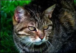 What is Etoile du Tigre's warrior name?