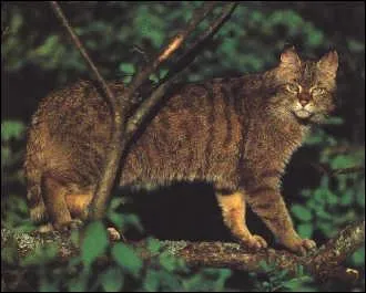 What is Etoile Brisee's warrior name?